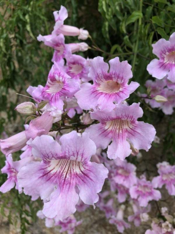 Des spécialistes de la création de jardin à votre service à Wissous