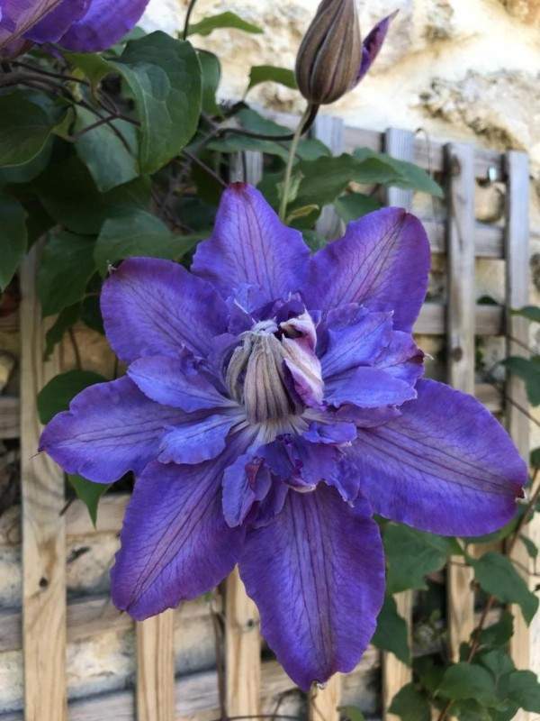 Création de jardin Wissous