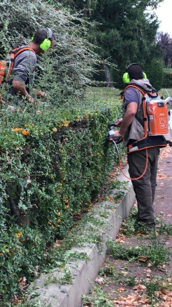 Taille de haies Wissous