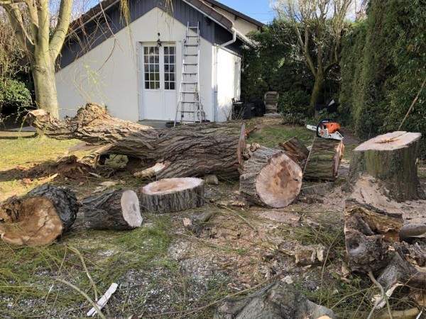 Des élagueurs expérimentés à votre service à Wissous