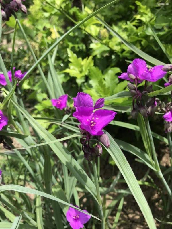 Création de jardin Wissous