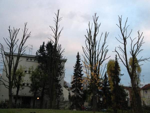 Travaux d'élagage Wissous