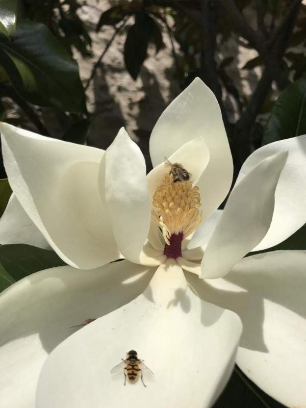 Création de jardin Wissous