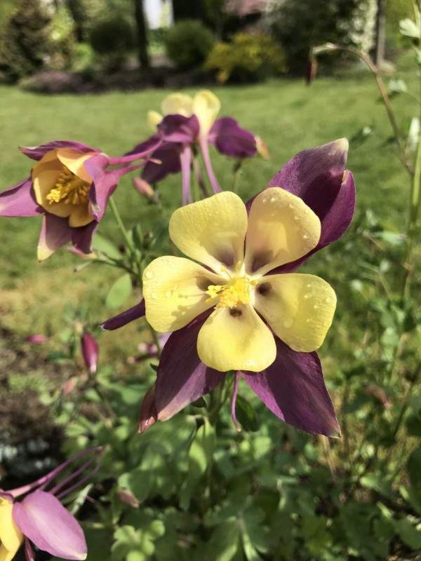 Service d’entretien de jardin à Wissous