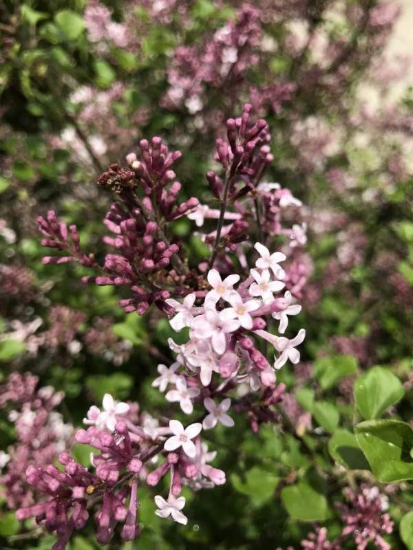 Des spécialistes de la création de jardin à votre service à Wissous