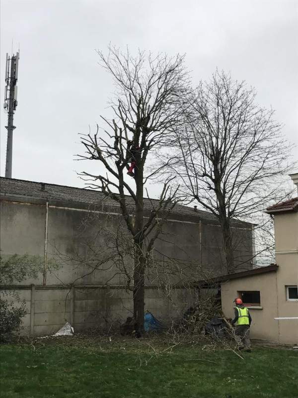 Tous travaux de taille de haies à Wissous