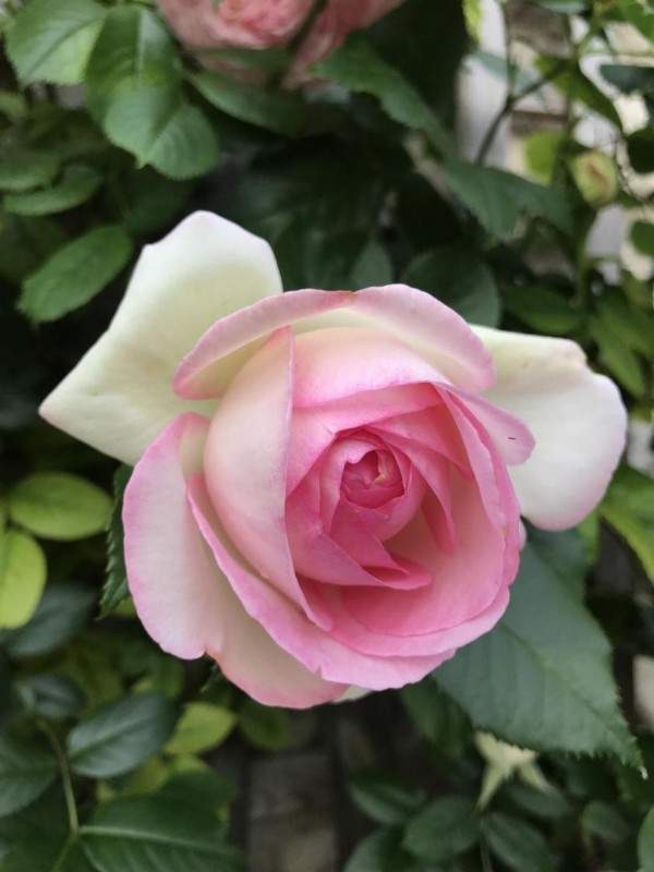 Création de jardin Wissous