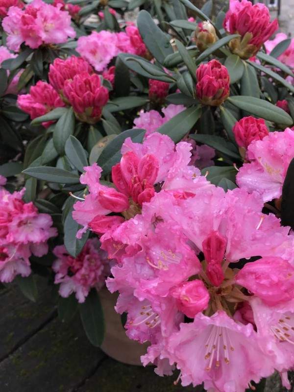 Création de jardin Wissous