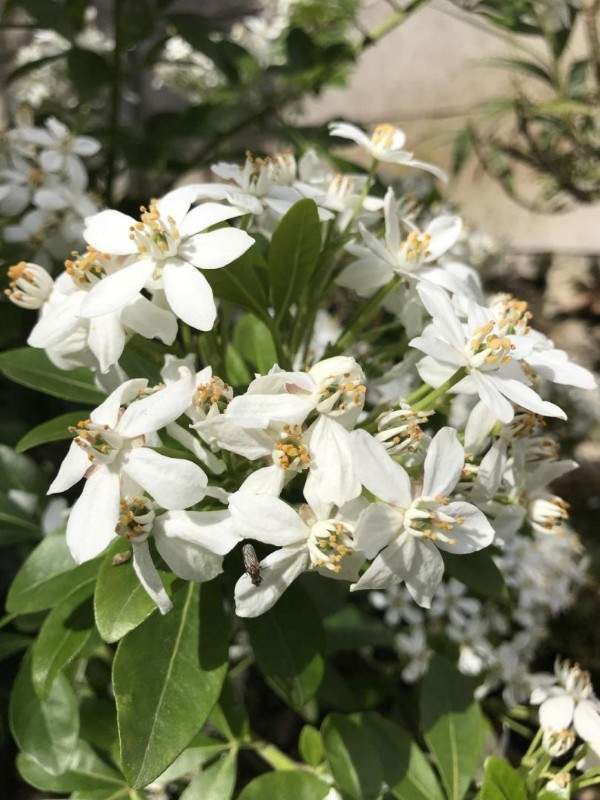 Création de jardin Wissous