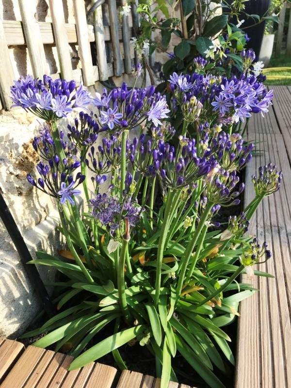 Création de jardin Wissous