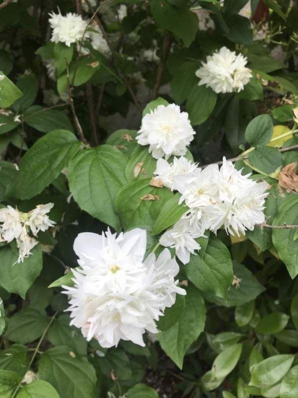 Création de jardin Wissous