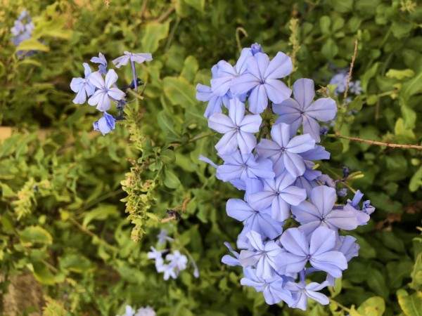 Création de jardin Wissous