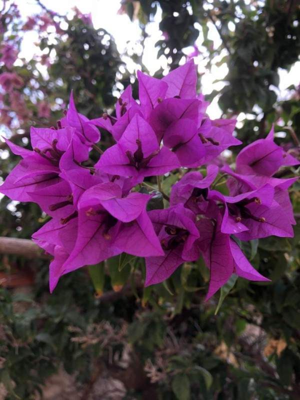 Création de jardin Wissous