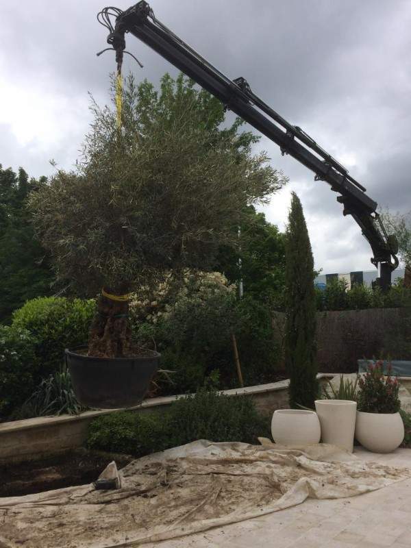 Création de jardin Wissous