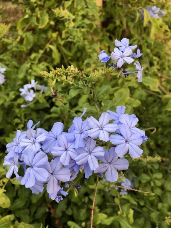 Des spécialistes de la création de jardin à votre service à Wissous