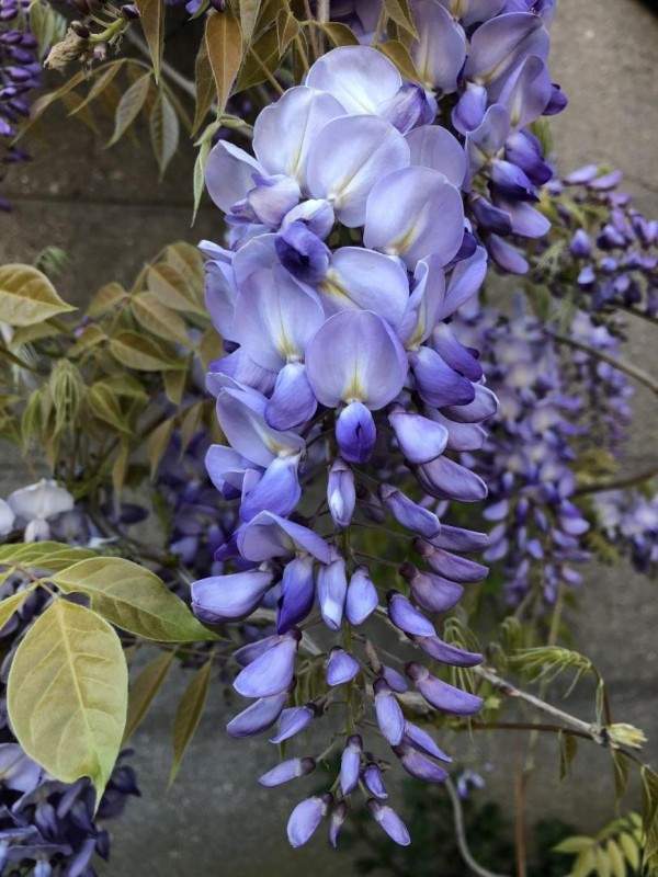 Des spécialistes de la création de jardin à votre service à Wissous