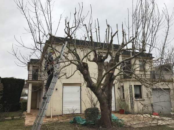 Des élagueurs expérimentés à votre service à Wissous